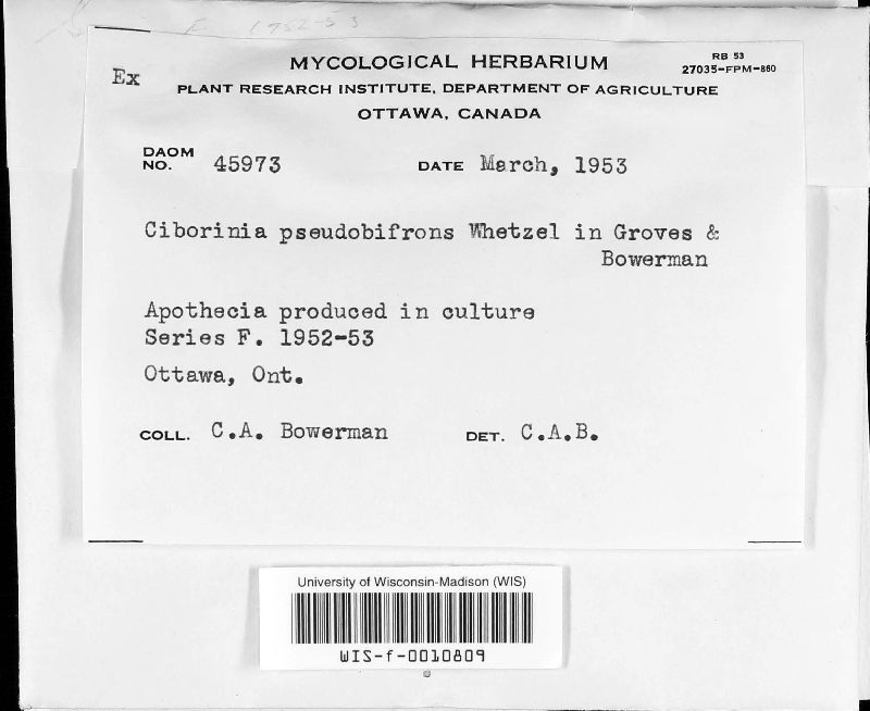 Ciborinia pseudobifrons image